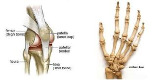 <ul><li><p>generally small, flat, and shaped like a sesame seed</p></li><li><p>develop inside tendons and most commonly located near joints</p></li><li><p>ex: joints of knees, hands, feet</p><ul><li><p>sesamoid patellae/kneecaps</p></li></ul></li><li><p>amount can vary</p></li></ul><p></p>