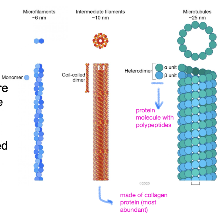 <ul><li><p>microtubules: thickest </p></li><li><p>intermediate filaments: diameters in middle range</p></li><li><p>microfilaments/actin filaments: thinnest</p></li></ul><p></p>