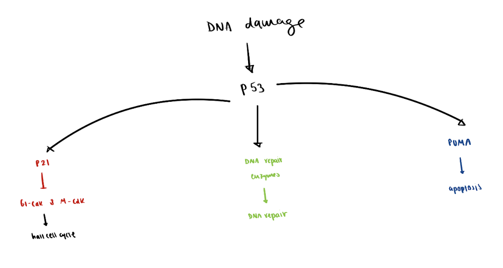 <p><u>with moderate DNA damage:</u></p><ol><li><p> p53 halts cell cycle by turning on p21 gene → binds to regulatory (Cdk) proteins → inhibits Cdk</p></li></ol><ul><li><p><em>can stop the cycle @ G1 or G2 check</em></p></li></ul><p></p><ol start="2"><li><p>p53 turns on DNA repair enzyme genes → fixes DNA damage </p></li></ol><p></p><p><u>with severe DNA damage:</u></p><ol><li><p>p53 causes apoptosis by turning on PUMA gene </p></li></ol><ul><li><p>by p53 being activated by another phosphorus </p></li></ul><p></p><img src="https://assets.knowt.com/user-attachments/ed20baa6-95b1-4685-995f-e2f58c498d9b.png" data-width="50%" data-align="center"><p></p><p></p><p></p><p>KNOW diagram!!!</p>