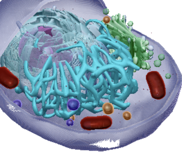 <p>Smooth endoplasmic reticulum</p>