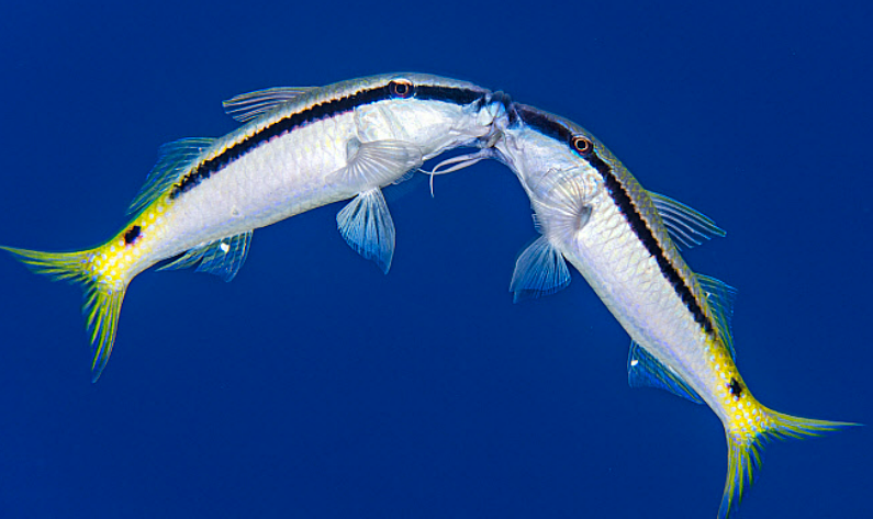 <p>Barbels projecting from lower jaw, forked tail</p>