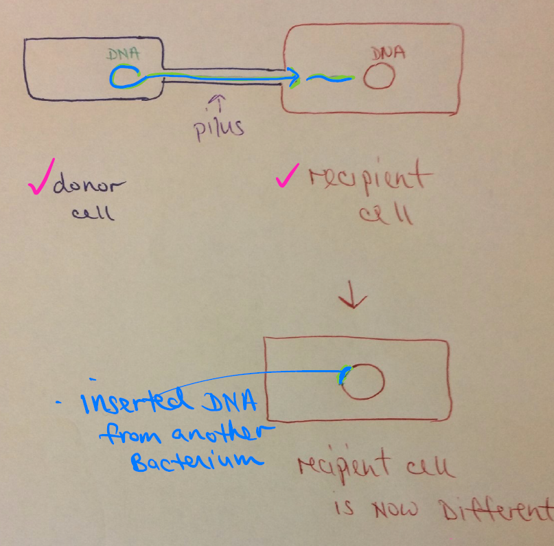 <p>A pilus connects a donor cell to a recipient cell, transferring DNA from the donor into the recipient. The recipient cell then has inserted DNA from another bacterium — making the recipient cell now different (genetically altered).</p>