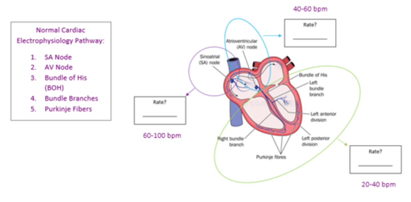 <p>C) To slow the electrical signal before it enters the ventricles</p>