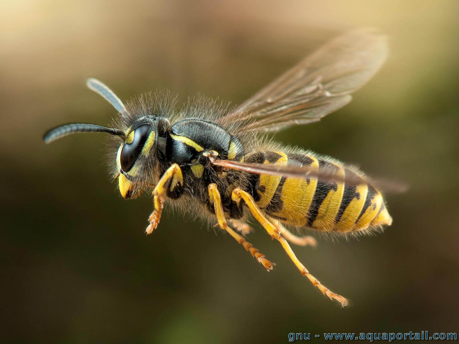 <p>wasp</p>