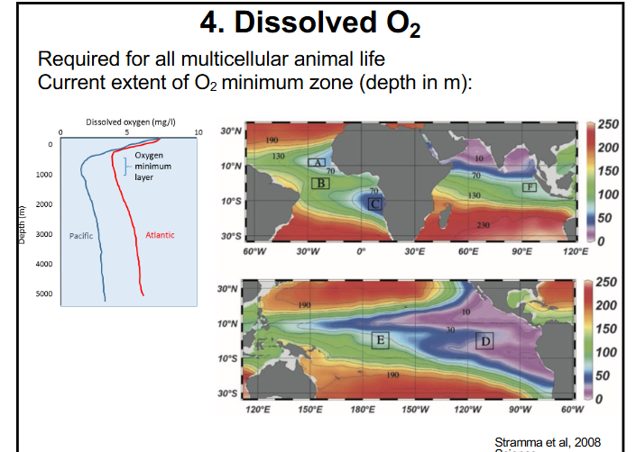 <p>between 800-1000m of depth, right beneath photosynthesis production where organisms die and sink and decompose which uses oxygen</p>