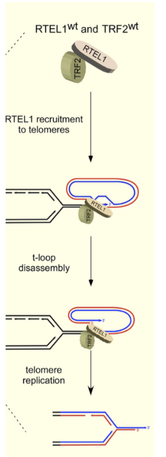 <p>Outside of S phase, TRF2 is phosphorylated at Ser365 by CyclinA-CDK2, preventing RTEL1 binding</p><p>In S phase, phosphorylation is temporarily reversed by PP6R3 phosphatase, allowing RTEL1 helices binding and T-loop disassembly</p><ul><li><p>Rephosphorylation can release RTEL1, protecting T loops from unwinding and inappropriate ATM activation</p></li></ul><p></p>