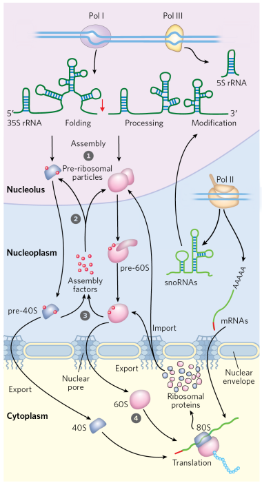 <ol><li><p>in the nucleolus, Pol I and Pol III are going to make different rRNA molecules</p></li><li><p>processing of the pre-rRNAs occurs within large ribonucleoprotein complexes</p></li><li><p>mRNA thats going to make the ribosomal protein is made from Pol II in the nucleoplasm</p></li><li><p>The mRNA made by Pol II is spliced and processed and sent into the cytoplasm for translation</p></li><li><p>ribosome translates ribosomal proteins and the ribosomal protein is going to fold in the cytoplasm and then go back into the nucleus through nuclear pore and into then the nucleolus </p></li><li><p>In nucleolus, ribosomal proteins are packaged with rRNAs into large and small ribosomal subunits.</p></li><li><p>assembly occurs hierarchically, as r-proteins are incorporated while rRNAs are synthesized</p></li><li><p>dozens of proteins and snoRNAs are involved in final maturation of the ribosome</p></li><li><p>large and small subunits leave the nucleus separately and than are joined together in the cytoplasm</p></li></ol><p></p>