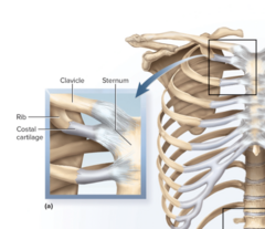 <p>hyaline cartilage</p><p>ex first rib/sternum</p>
