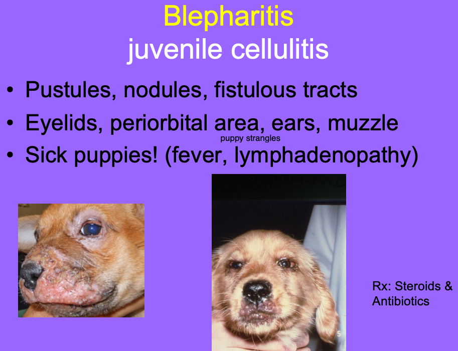 <p>pustules, nodules, fistulous tracts.</p><p>Affects eyelids, periorbital area, ears, and muzzle.</p><p>Puppies are sick - fever, lymphadenopathy.</p>