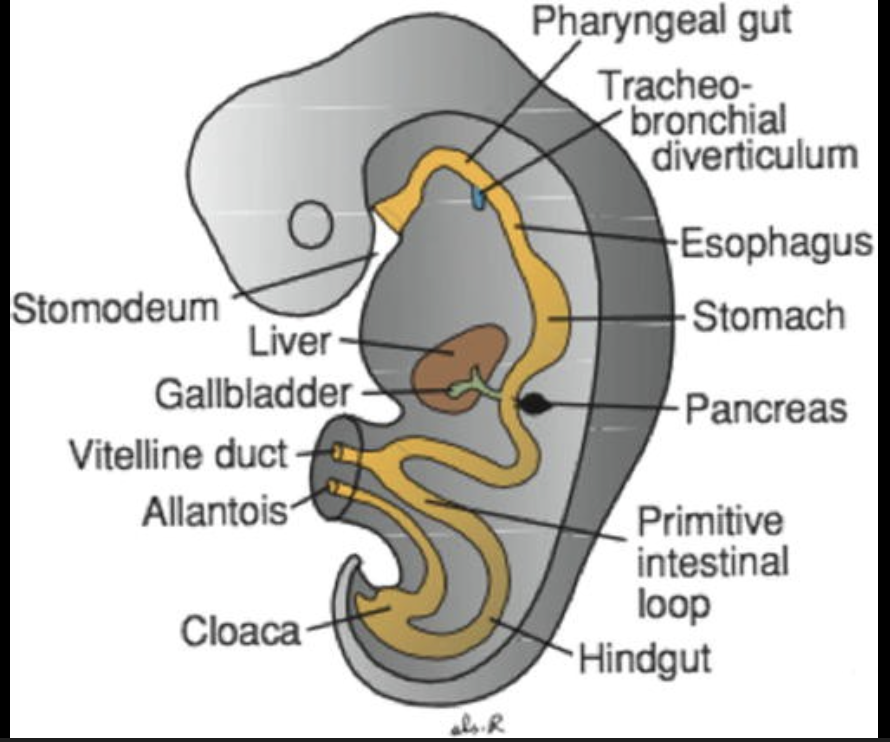 <p>A duct through which the umbilical cord passes. </p>