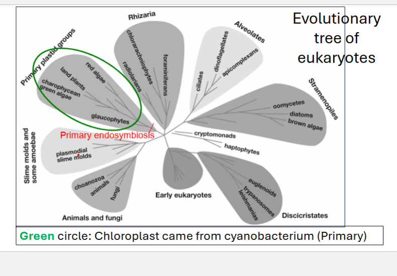 <p>-All chloroplasts can be traced back to one cyanobacteria</p><p>- A eukaryotic host cell directly engulfs a free-living prokaryotic organism (like a bacterium or cyanobacterium) instead of digesting it</p><p>-The eukaryotic chloroplast originated from symbiotic cyanobacteria. It has membranes similar to both cyanobacteria and eukaryotes. Chloroplasts are now considered an “organelle” within photosynthetic eukaryotic cells.</p><p>-the domestication of cyanobacterial cells occurred in an ancestor of red algae, green algae and land plants</p>