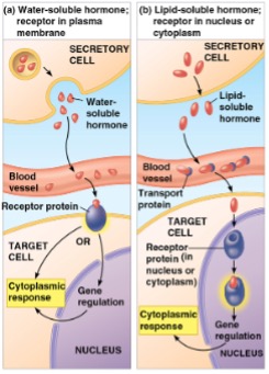 <p>Specify the cellular hormone response pathways for water-soluble and lipid-soluble hormones</p>