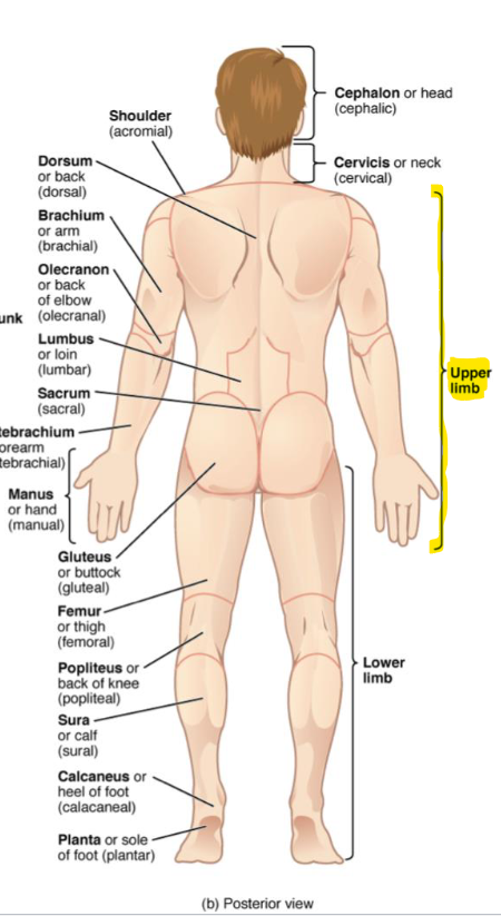 Arm, forearm, wrist, and hand
