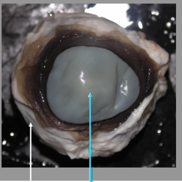 <p>What is the arrow pointing at?</p>