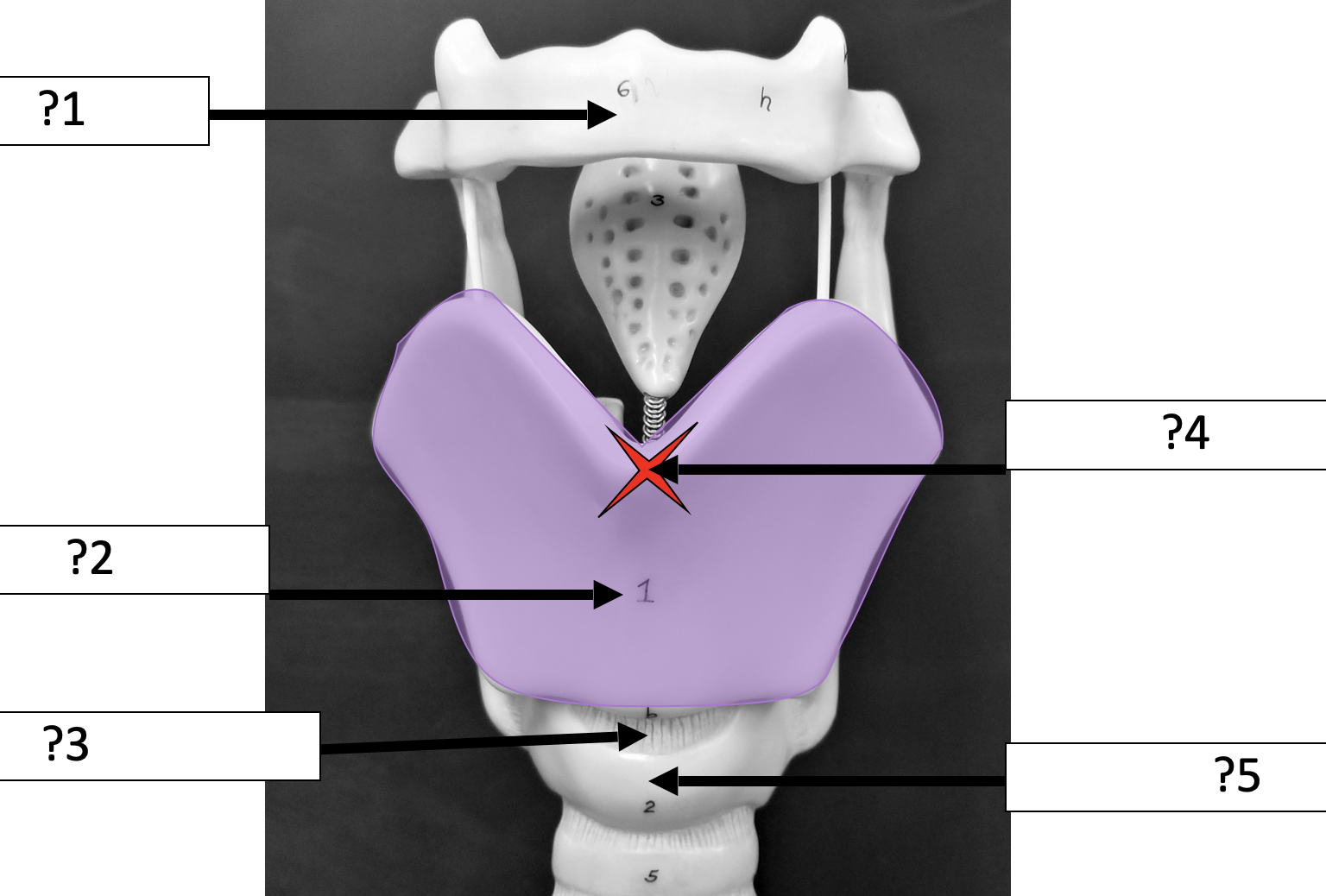 <p>2 Name the structure? </p>