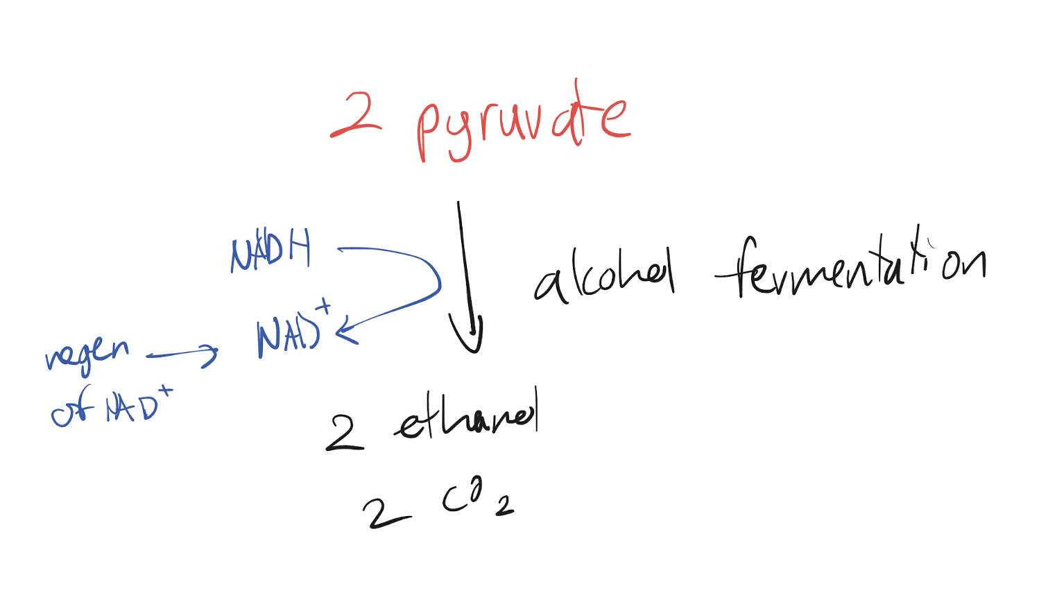 <p>Glycolysis turns glucose into 2 pyruvate. The pyruvate is transformed into 2 CO2 and 2 ethanol molecules, gaining an electron so that NADH becomes oxidized to NAD+.</p>