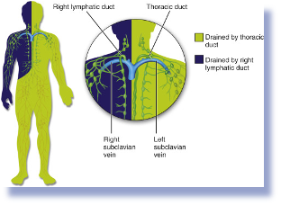 <p>Only drains the upper right quadrant (right side of the head, right arm, right chest) </p><p><span>Empties into the right internal jugular and right subclavian vein junction</span></p>