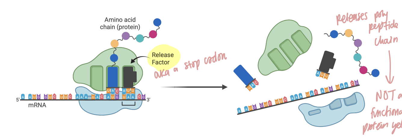 <p>Translation terminates when the <strong>ribosome reaches a stop codon, a release factor triggers release of the amino-acid chain, and the ribosome disassembles</strong>.</p><p><span data-name="mag_right" data-type="emoji">🔎</span> <strong>What this means:</strong><br>A <strong>release factor</strong> is the factor shown in the lecture that recognizes the termination situation and causes the completed chain to be released.</p>