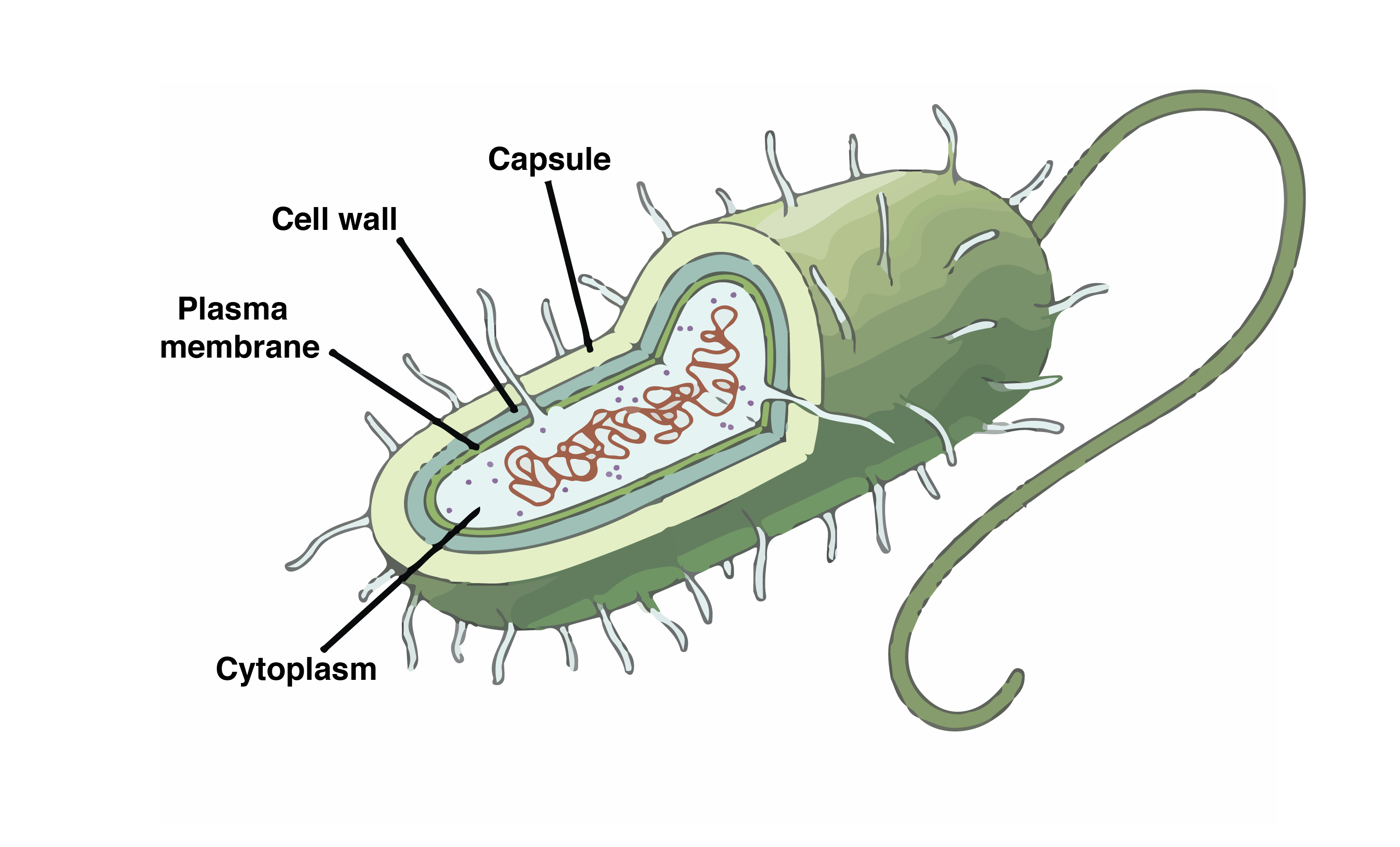 <p>a lipid bilayer with proteins controlling the movement of materials into and out of the cell</p>
