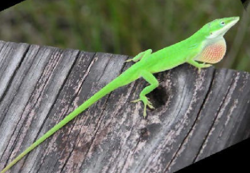 <p>Like all reptiles, the nostrils of this anole are for ________ and ________.</p>