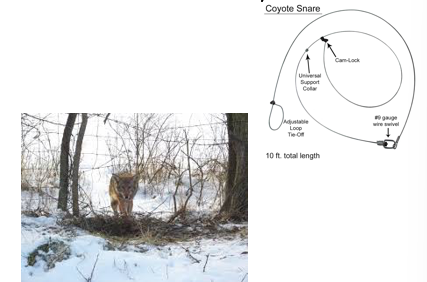 <p>primarily canid (coyotes/dogs)</p><p></p><p></p>