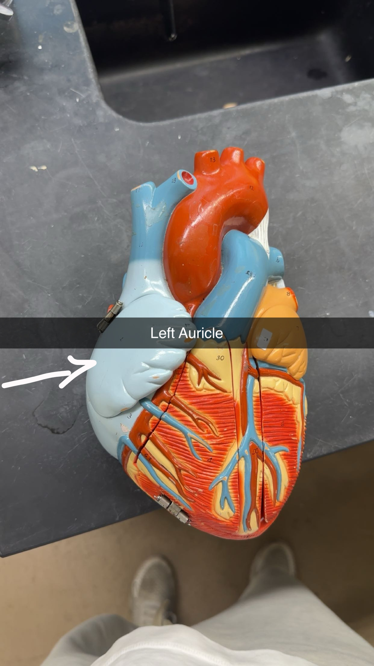 knowt flashcard image