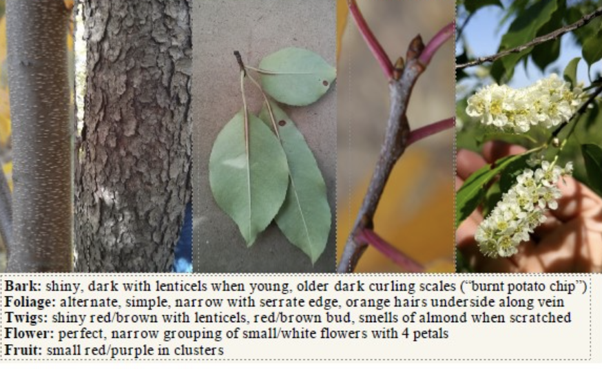 <p>Prunus serotina</p>