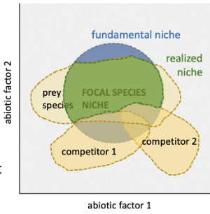 <p>Fundamental vs. realized niche</p>