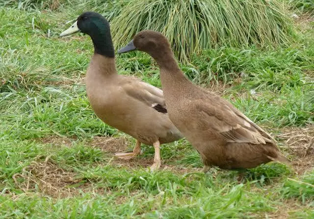 <p>(duck-poultry)</p>