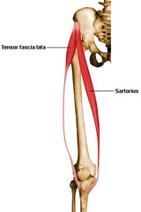 <p>medial surface tibia inferomedial to tibial tuberosity</p>