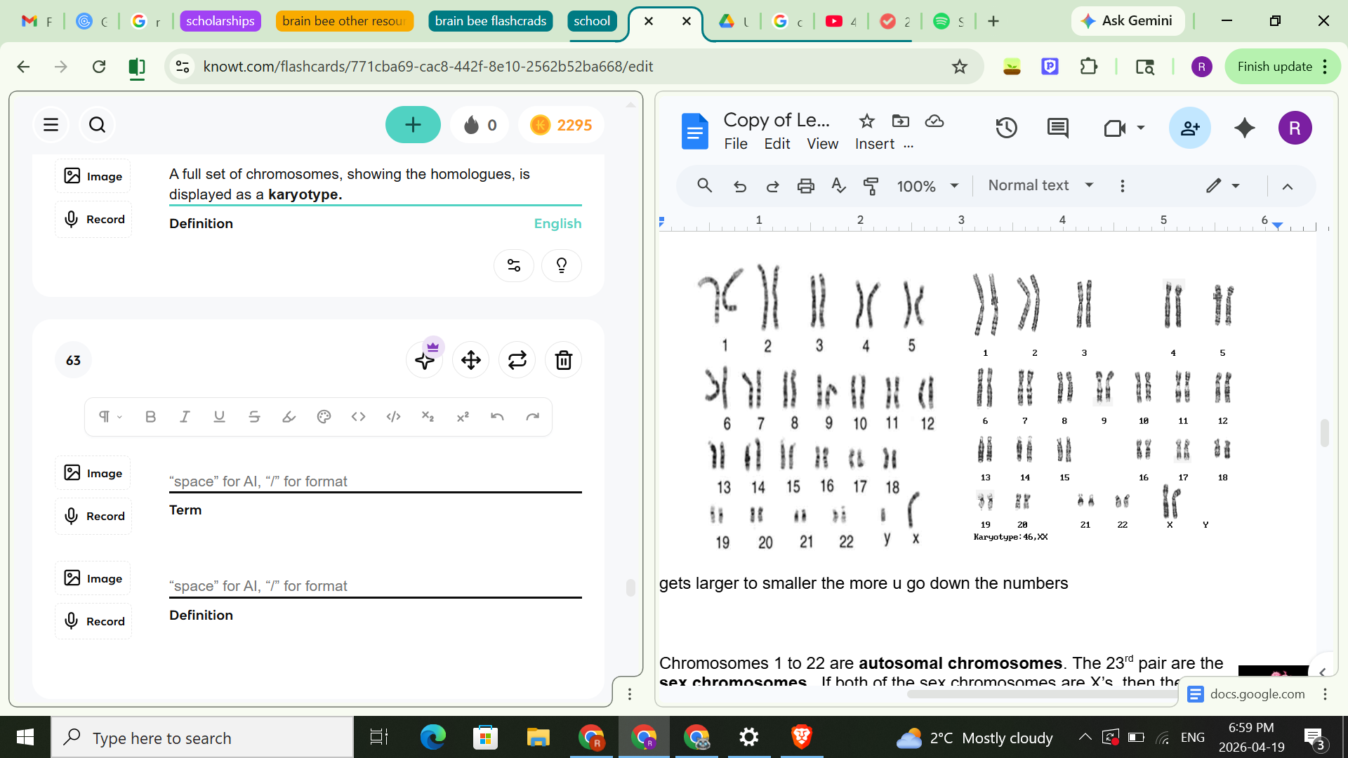 <p><span style="background-color: transparent;">A full set of chromosomes, showing the homologues, is displayed as a <strong>karyotype.</strong></span></p><p><span style="background-color: transparent;"><strong>The picture shows the 2 special sex chromosomes- xy (male) and xx (female) and the other 22 pairs of homologous chromosomes that each sex cell contains.</strong></span></p><p><span style="background-color: transparent;">Note: Pairs go from larger to smaller the more u go down the numbers</span></p>