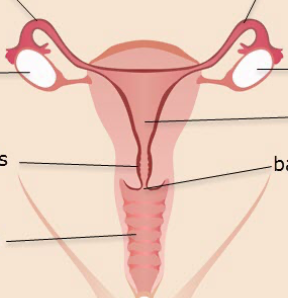 <p>Benoem de onderdelen van de tractus urogenitalis van de vrouw van superior naar inferior. Hoe heet de bovenkant van de uterus (baarmoeder) en de overgang van de baarmoeder naar de cervix uteri (baarmoederhals)?</p>