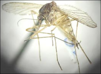 <p>Identify the insect, <strong>order</strong>, and mouthparts</p>