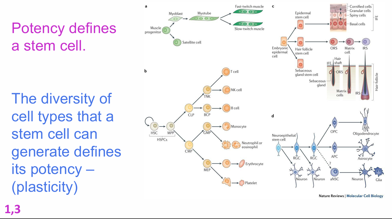 <p>How do the example lineages on the potency slide differ in plasticity?</p>