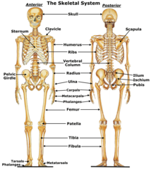 <p>The Skeletal system</p>