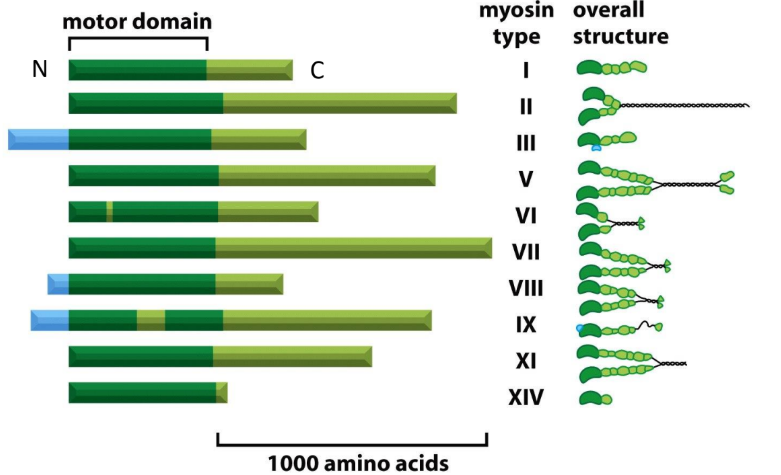 <p><strong>Myosin</strong> = actin-based motor proteins </p><ul><li><p>Couple energy from <u><mark data-color="#fcf697" style="background-color: rgb(252, 246, 151); color: inherit;">ATP hydrolysis</mark> </u></p></li><li><p><u><mark data-color="#ebc6ff" style="background-color: rgb(235, 198, 255); color: inherit;">Mechanochemical enzymes</mark></u> = convert chemical energy → mechanical energy </p></li><li><p><u><mark data-color="#c0ffcc" style="background-color: rgb(192, 255, 204); color: inherit;">(+) end directed motors</mark></u> = move toward <span style="color: green;">(+) end of actin</span></p><ul><li><p>EXCEPTION: <span style="color: red;">Myosin VI (6)</span> moves toward (-) end of actin</p></li></ul></li></ul><p></p>