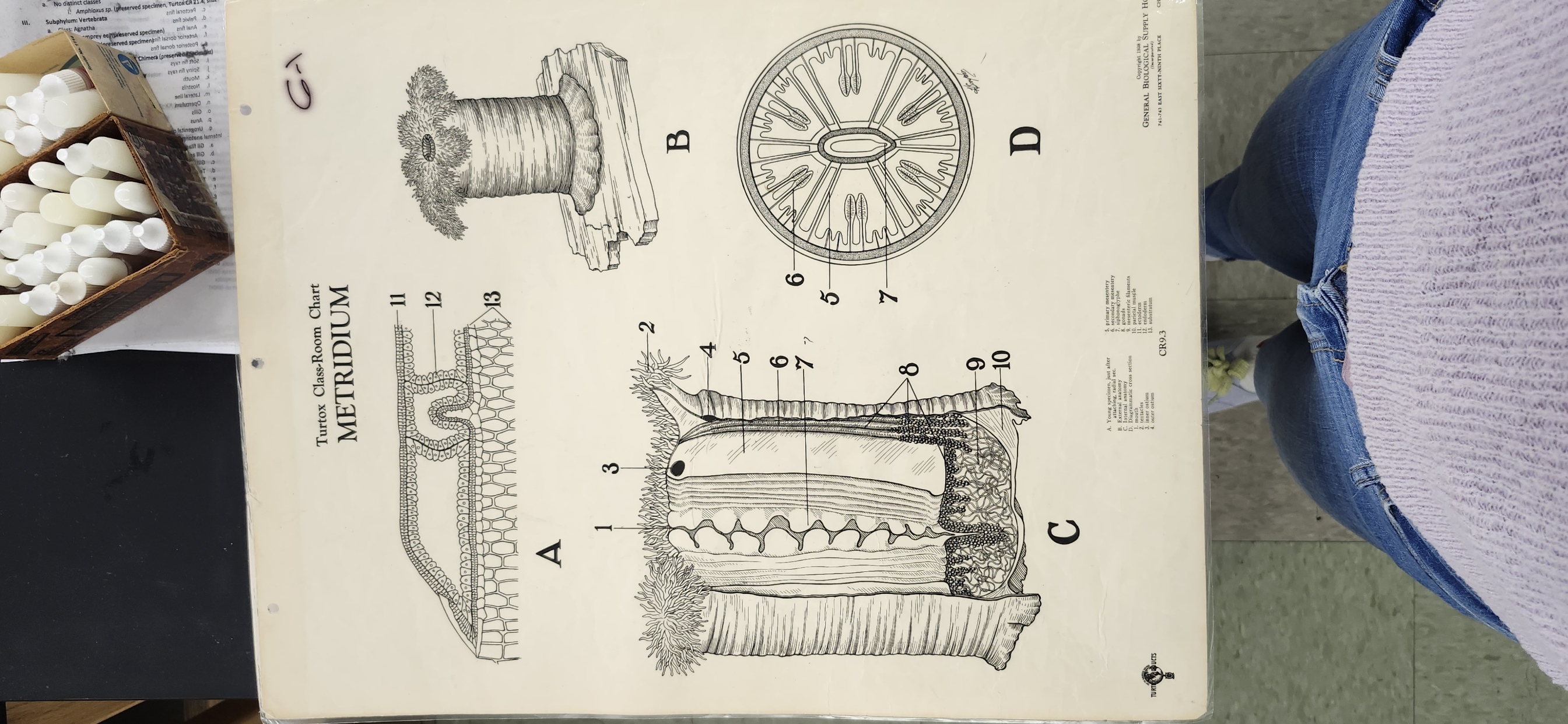 <p>Identify the structures Metridium sp. (Turtox chart – CR 9.3)</p><p>Body layers</p><p>Epidermis</p><p>Gastrodermis </p><p>Mesoglea </p><p>Oral disc </p><p>Tentacles </p><p>Mouth </p><p>Column </p><p>Basal disc – pedal disc </p><p>Nematocysts </p><p>Pharynx </p><p>Gastrovascular cavity </p><p>Radial chambers </p><p>Primary septa – completely across </p><p>Secondary septa – halfway across </p><p>Tertiary septa – partway across</p>