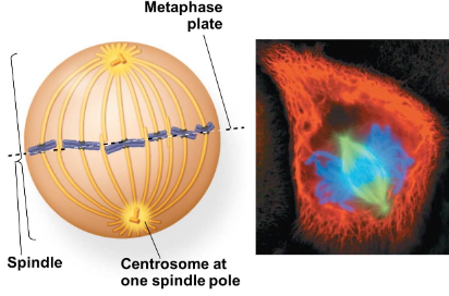 <p>• alignment of duplicated chromosomes along the metaphase plate of the cell</p><p>• Centrosomes now at opposite poles</p>