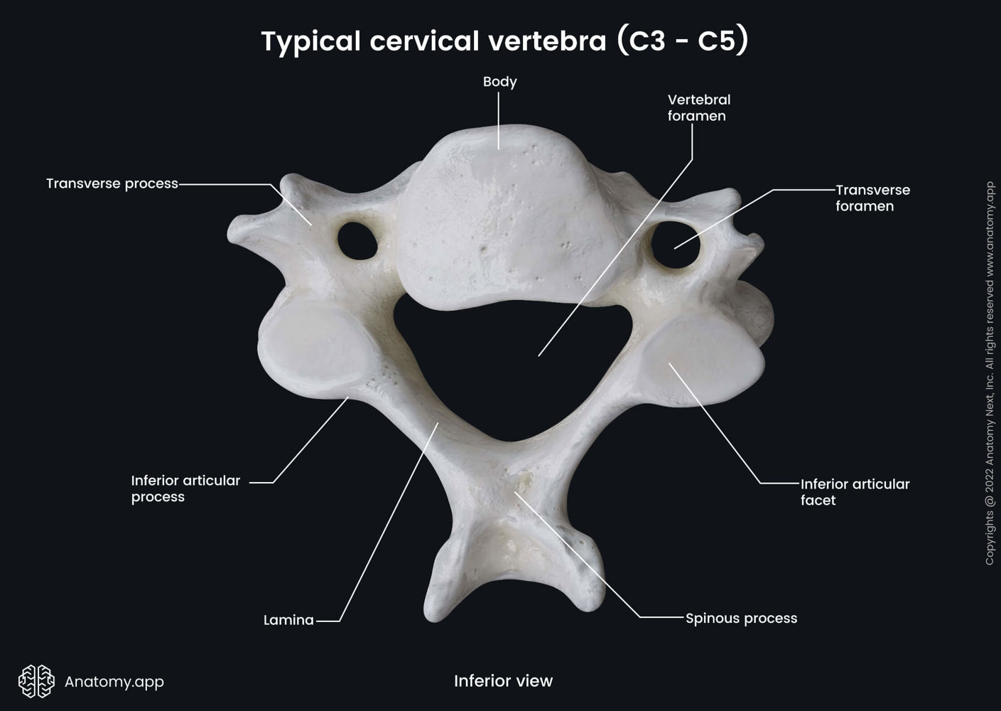 <p>What Sturcture within C2?</p>