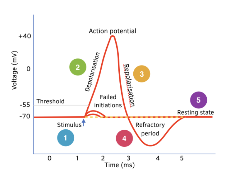 <p>Another action potential</p><p>______ (can or cannot) be generated during the absolute refractory periods</p>