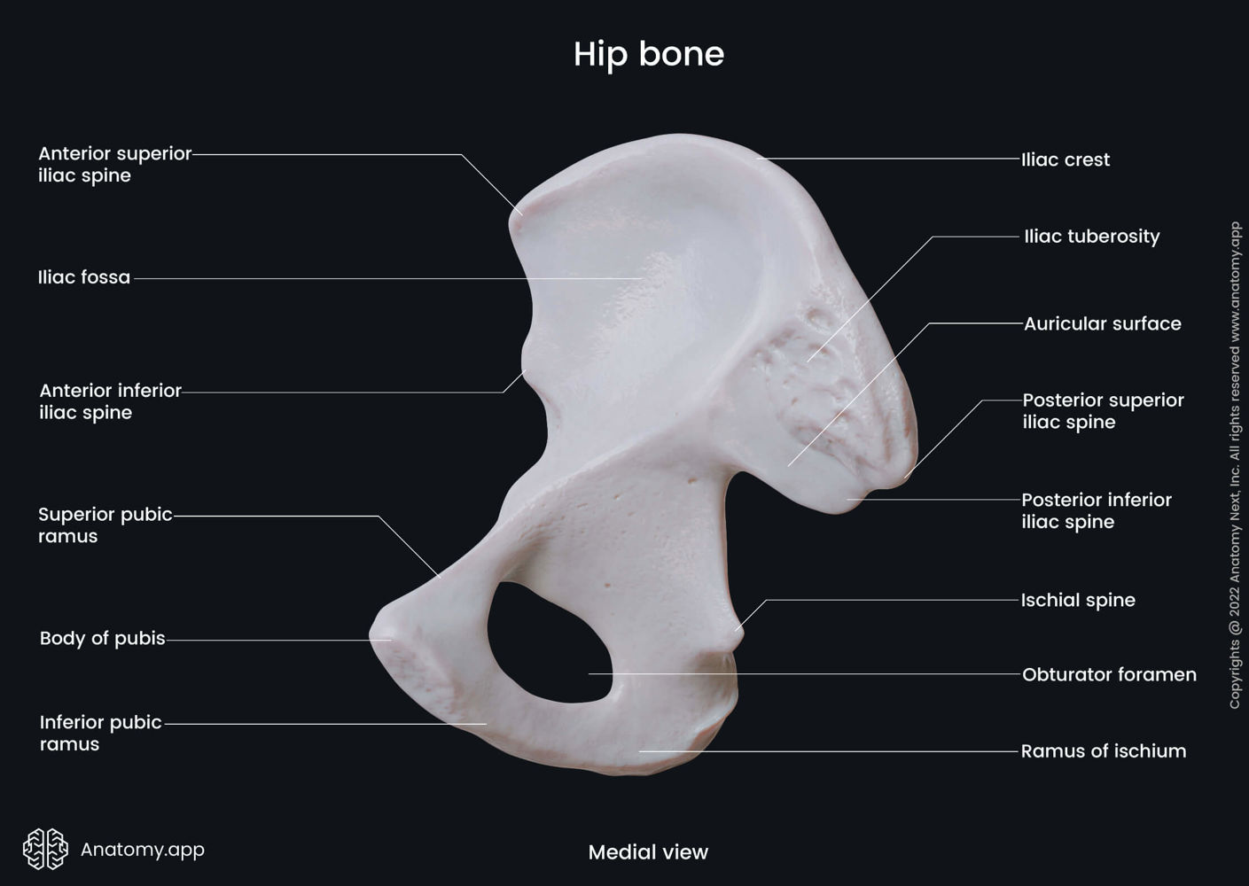<p>Spine</p>