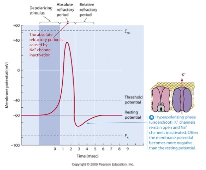 <p>What action potential is this? </p>