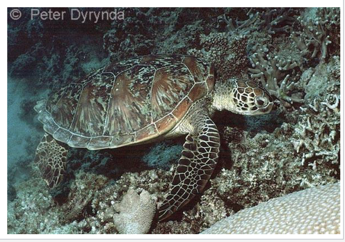 <p>Sea Turtle </p><p>5 gen, 6 sp</p><p>Found in oceans nearly worldwide (temperate and tropical, but not arctic)</p><p>Feed on plants or animals attached to the substrate</p><p>Green Turtle is herbivorous </p><p>Hawksbill Turtle feeds on sponges</p>