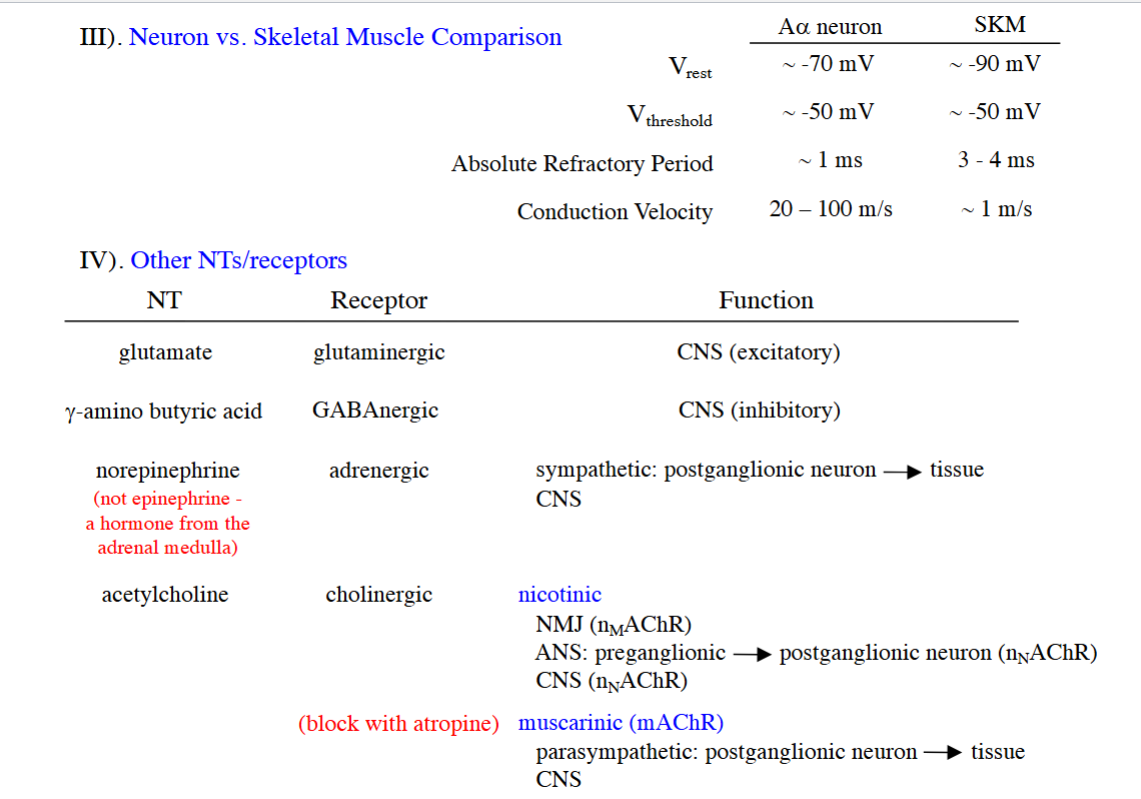 <p>for Aalpha motor neurons: (← <strong><u>have faster ARP &amp; conduction velocity</u></strong>)</p><ul><li><p>RMP is -70 mV</p></li><li><p>V<sub>T</sub> is -50 mV</p></li><li><p>ARP is <u>1 ms</u></p></li><li><p>conduction velocity is <u>20-100 m/s</u></p></li></ul><p>for SKM:</p><ul><li><p>RMP is -90 mV</p><ul><li><p>(remember that RMP is closer to E<sub>K+</sub> b/c there are more K+ leak channels open at rest)</p></li></ul></li><li><p>V<sub>T</sub> is -50 mV</p><ul><li><p><mark data-color="purple" style="background-color: purple; color: inherit;">(SKM need larger depolarization to reach threshold compared to Aalpha motor neurons)</mark></p></li></ul></li><li><p>ARP is <u>3-4 ms</u></p></li><li><p>conduction velocity is <u>1 m/s</u></p></li></ul><p>__</p><p>glutamate — glutaminergic Rs</p><ul><li><p>CNS (excitatory)</p></li></ul><p>gamma-amino butyric acid — GABAnergic Rs </p><ul><li><p>CNS (inhibitory)</p></li></ul><p>norepinephrine (from adrenal medulla) — adrenergic Rs </p><ul><li><p>CNS </p></li><li><p>sympathetic, specifically where postganglionic neuron meets the tissue</p></li></ul><p>acetylcholine (ACh) — cholinergic Rs</p><ul><li><p>for nicotonic (<span style="background-color: transparent;">nAChR)</span>:</p><ul><li><p>act on NMJ (<span style="background-color: transparent;">n<sub>m</sub>AChR)</span></p></li><li><p><span style="background-color: transparent;">act on autonomic NS: where preganglionic neuron meets postganglionic neuron (n<sub>n</sub>AChR)</span></p></li><li><p><span style="background-color: transparent;">CNS (n<sub>n</sub>AChR)</span></p></li></ul></li><li><p>for muscarinic (mAChR):</p><ul><li><p>parasympathetic NS: where postganglionic neuron meets tissue</p></li><li><p>CNS</p></li></ul></li></ul><p></p>