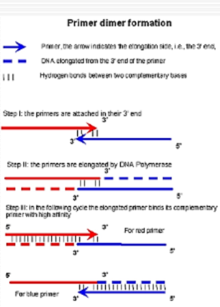 <p>primers amplify each other</p>