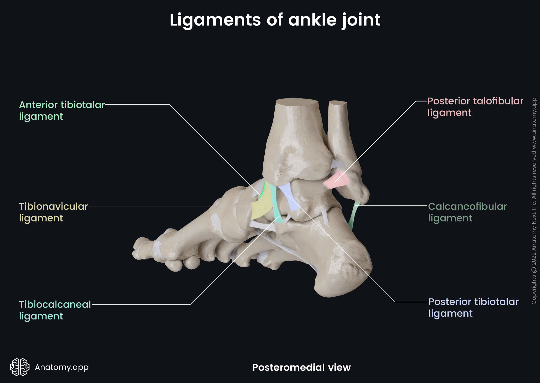 <p>[Anatomy of Selected Synovial Joints]</p><p>Ankle and Foot Joints</p>