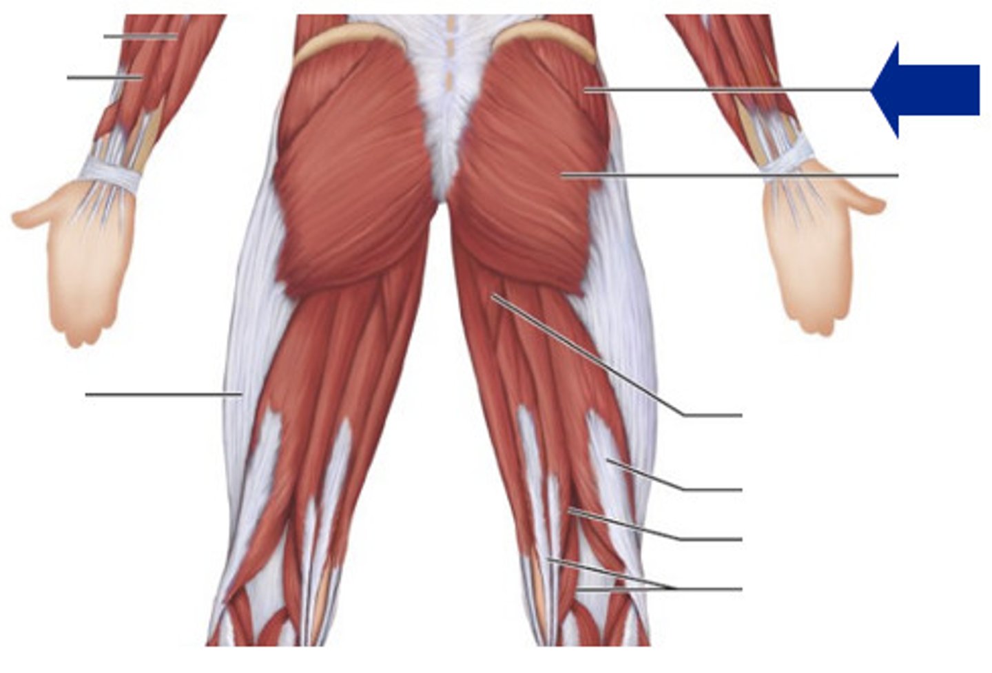 <p>origin: ilium</p><p>insertion: femur</p><p>action: abduction and medial rotation of thigh</p>