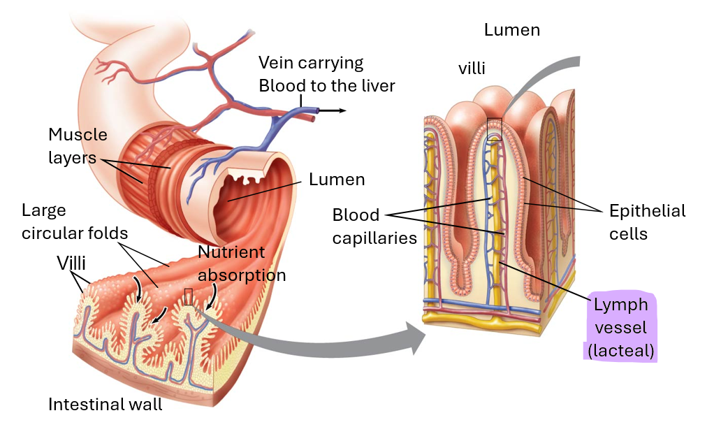 <p>What is a villi?</p>