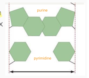 <ul><li><p>If less H bonds interacting between 2 strands → less stability </p></li><li><p>More H bonds usually means greater stability </p></li></ul><p>BUT </p><p>-purine: may cause bulging</p><p>-pyrimidine = too much distance, not close enough to interact strongly</p><p></p>