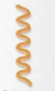 <p>Arrangement </p>
